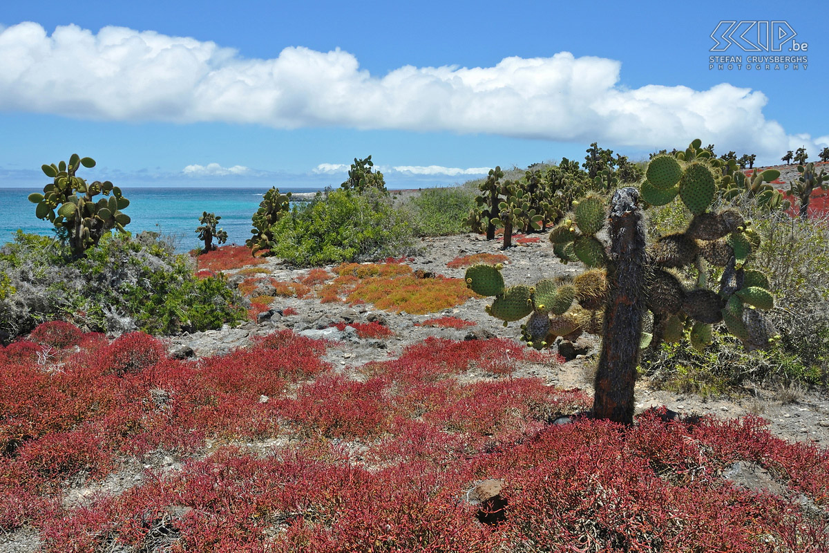 Galapagos - South Plaza South Plaza is ongetwijfeld het mooiste eiland van de Galapagos met rode planten en vele wonderlijke dieren. Stefan Cruysberghs